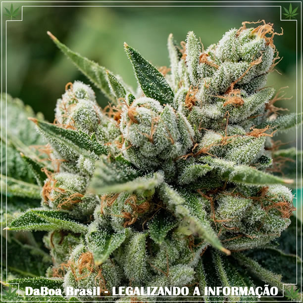 Dicas de cultivo: o que é maconha “Kush”?