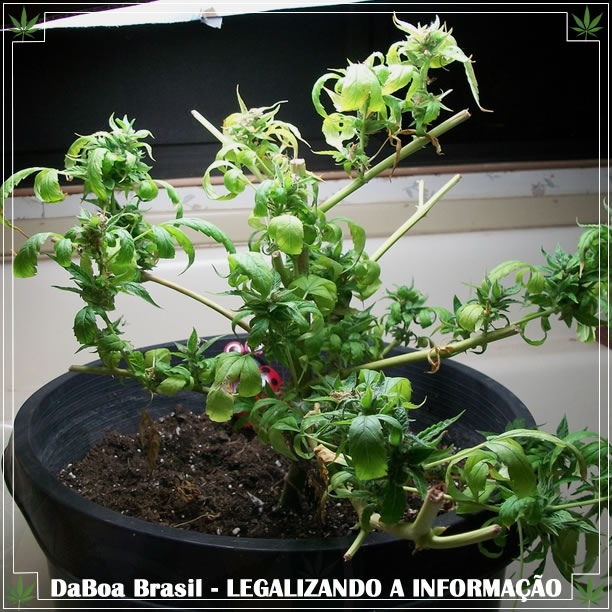 Dicas de cultivo: técnica de revegetação de plantas de maconha