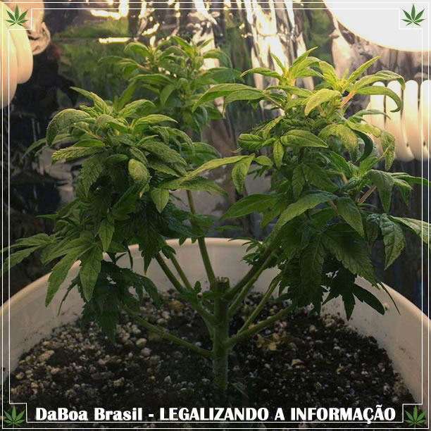 Dicas de cultivo: vantagens e desvantagens da revegetação da maconha