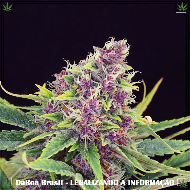 Dicas de cultivo: variedades roxas, qual o motivo dessa cor?