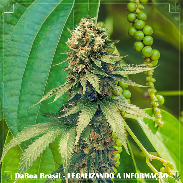 Terpenos da maconha: beta-cariofileno, um terpeno que combate a ansiedade e a depressão