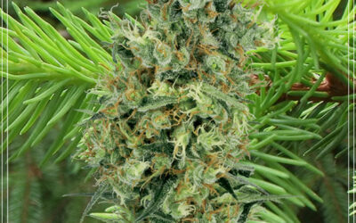 Terpenos da maconha: canfeno – um terpeno escasso, mas com grande potencial medicinal