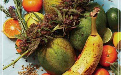 Terpenos da maconha: funções e efeitos