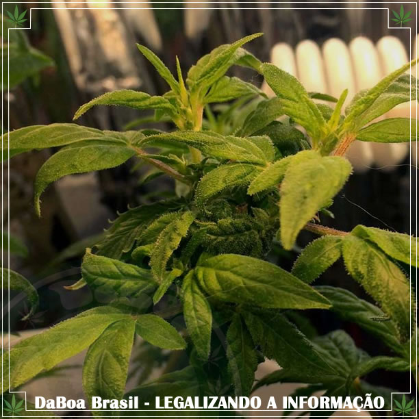 Dicas de cultivo: revegetação de plantas de maconha, o que é e como fazer?