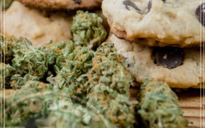 Vantagens e desvantagens da maconha ingerida