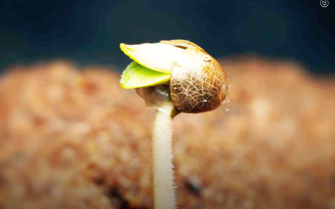 Dicas de cultivo: informações sobre sementes regulares