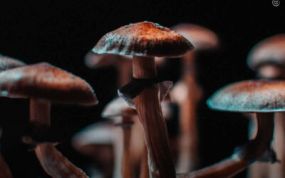 Cogumelos psilocibinos aumentam a flexibilidade psicológica, mostra estudo
