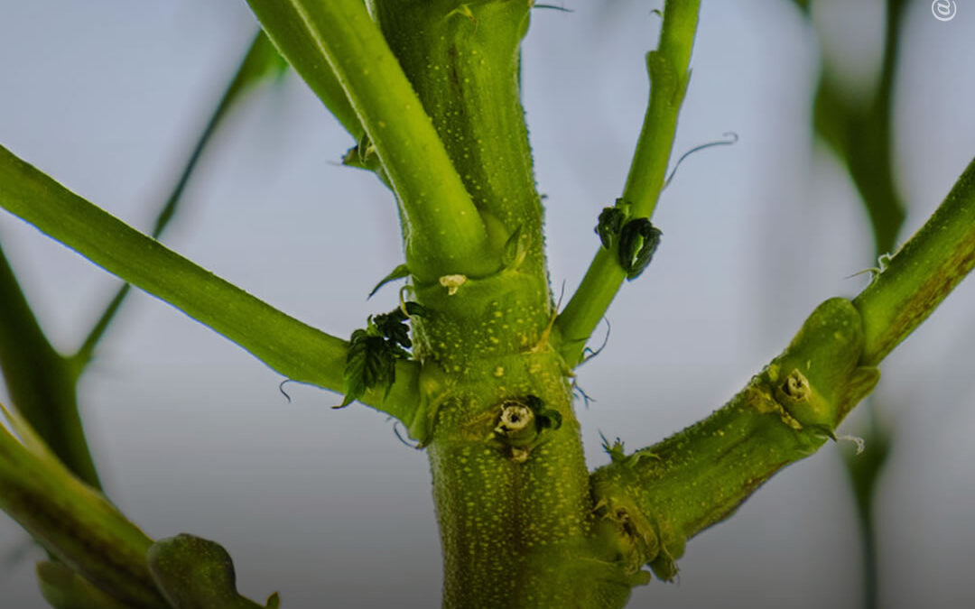 Dicas de cultivo: como enxertar a maconha para cultivar diferentes variedades em uma única planta