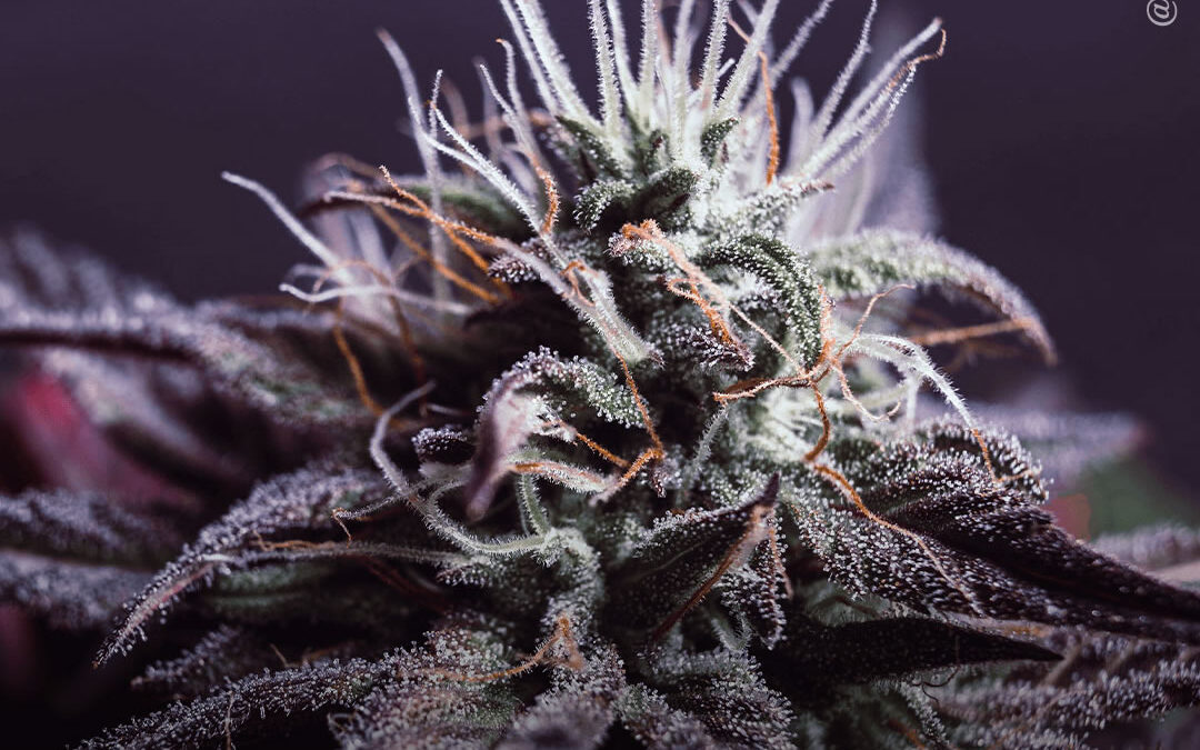 Pacientes com endometriose dizem que a maconha é mais eficaz e apresenta menos efeitos colaterais do que medicamentos prescritos, mostra pesquisa