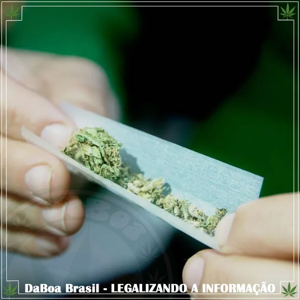 Irlandeses deixam a cocaína por maconha durante crise da COVID-19