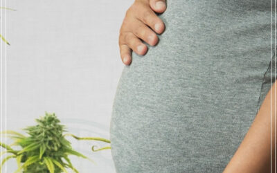 A legalização da maconha leva a um aumento na taxa de natalidade