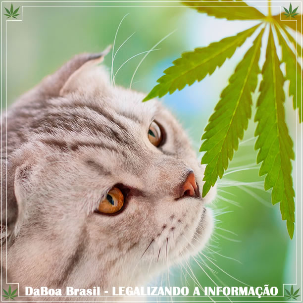 A maconha é ruim para seus animais de estimação?
