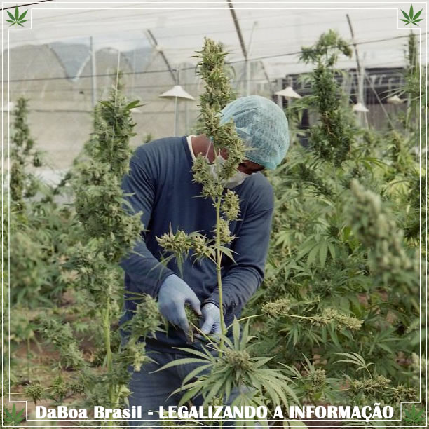 A maconha legal gerou mais de 240 mil empregos em período integral nos EUA