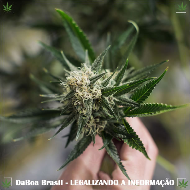 A maconha pode proteger do contágio de coronavírus, sugere estudo canadense