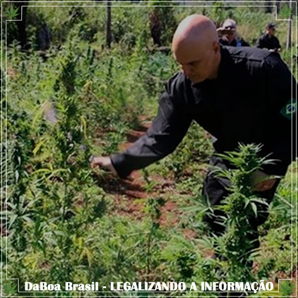 Alexandre de Moraes libera para julgamento processo sobre descriminalização da maconha