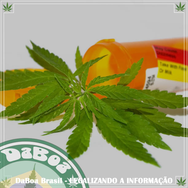 Aprovado projeto de lei para maconha medicinal na Argentina