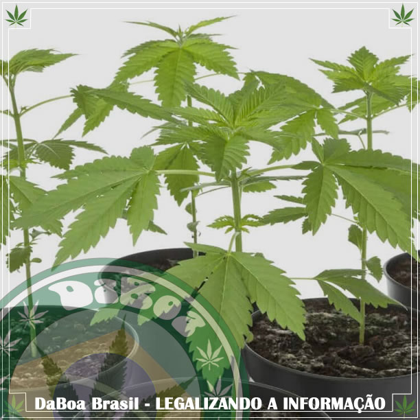 Colômbia terá curso em Universidade sobre cultivo e uso de maconha