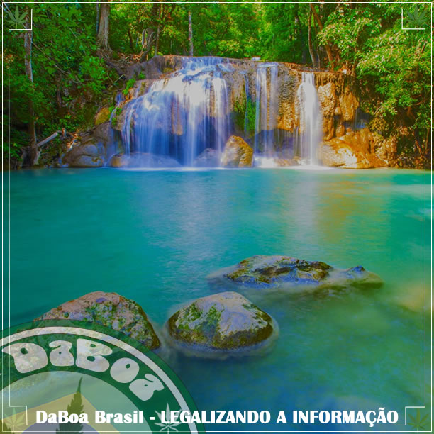 Na Costa Rica buscam referendo para legalizar a maconha medicinal