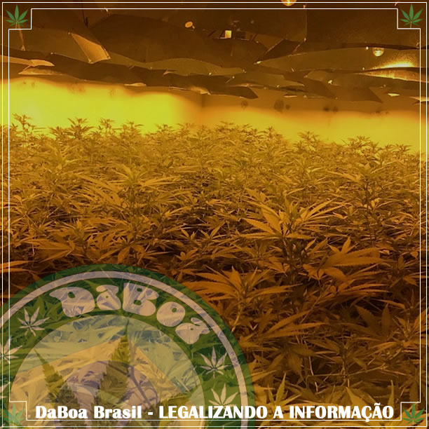 Cultivo ilegal de maconha em bunker nuclear no Reino Unido