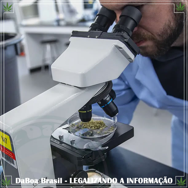 Decifrar o genoma da maconha melhoraria a saúde humana e seu cultivo