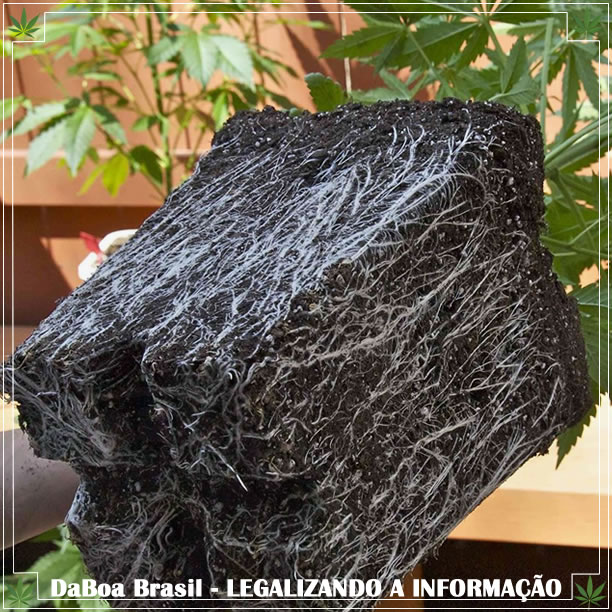 Dicas de cultivo: o sistema radicular das plantas de maconha