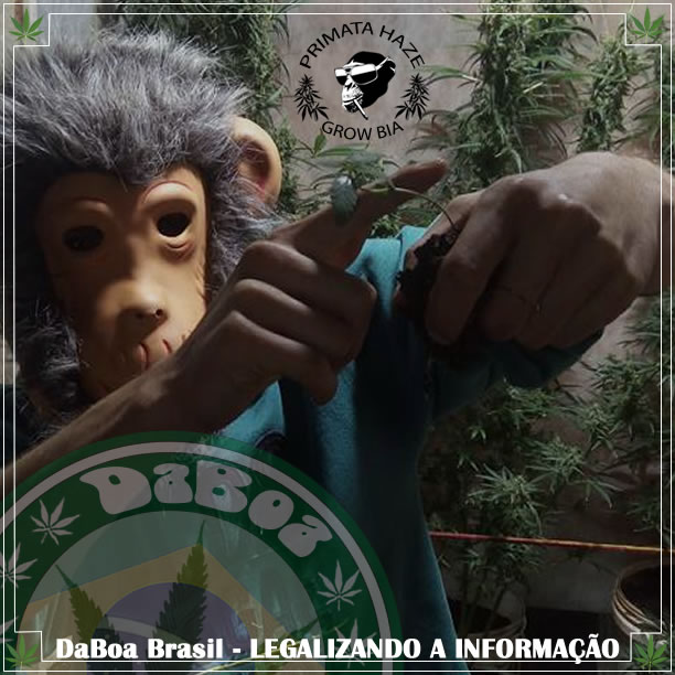Dicas do Primata #05 – Cotilédone