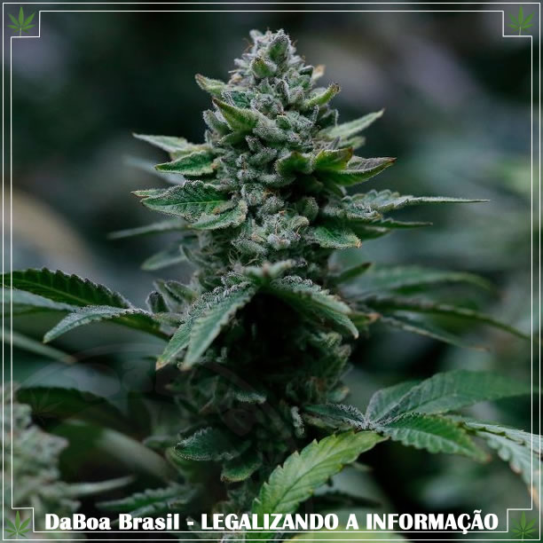 Empresa canadense investigará efeitos da maconha nos sintomas da COVID-19