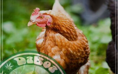 Galinhas alimentadas com sementes de cânhamo botam ovos mais saudáveis