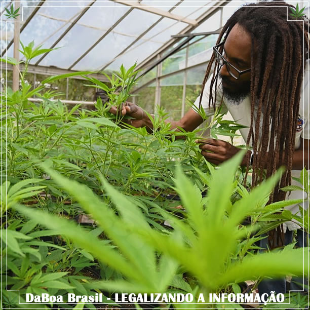 Governo da Jamaica ajuda os agricultores locais a cultivar maconha