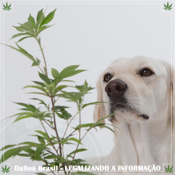 Há cada vez mais pets com nomes que se referem à maconha