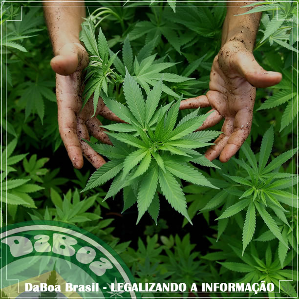 Maconha será o novo ingrediente imprescindível da beleza, dizem pesquisadores