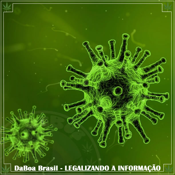 Maconha e coronavírus: coisas que você deve ter em mente