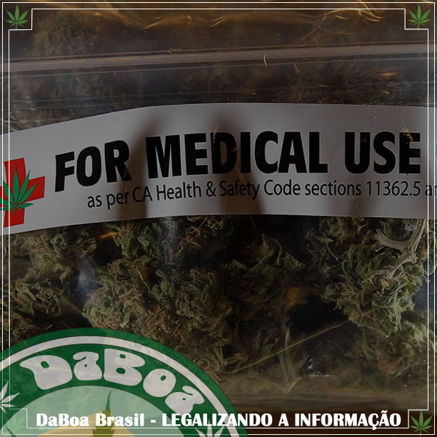 Estudo aponta que maconha medicinal diminui ausências em locais de trabalho