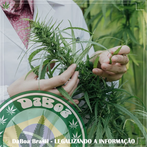 Maconha pode ser a chave para o tratamento do Alzheimer