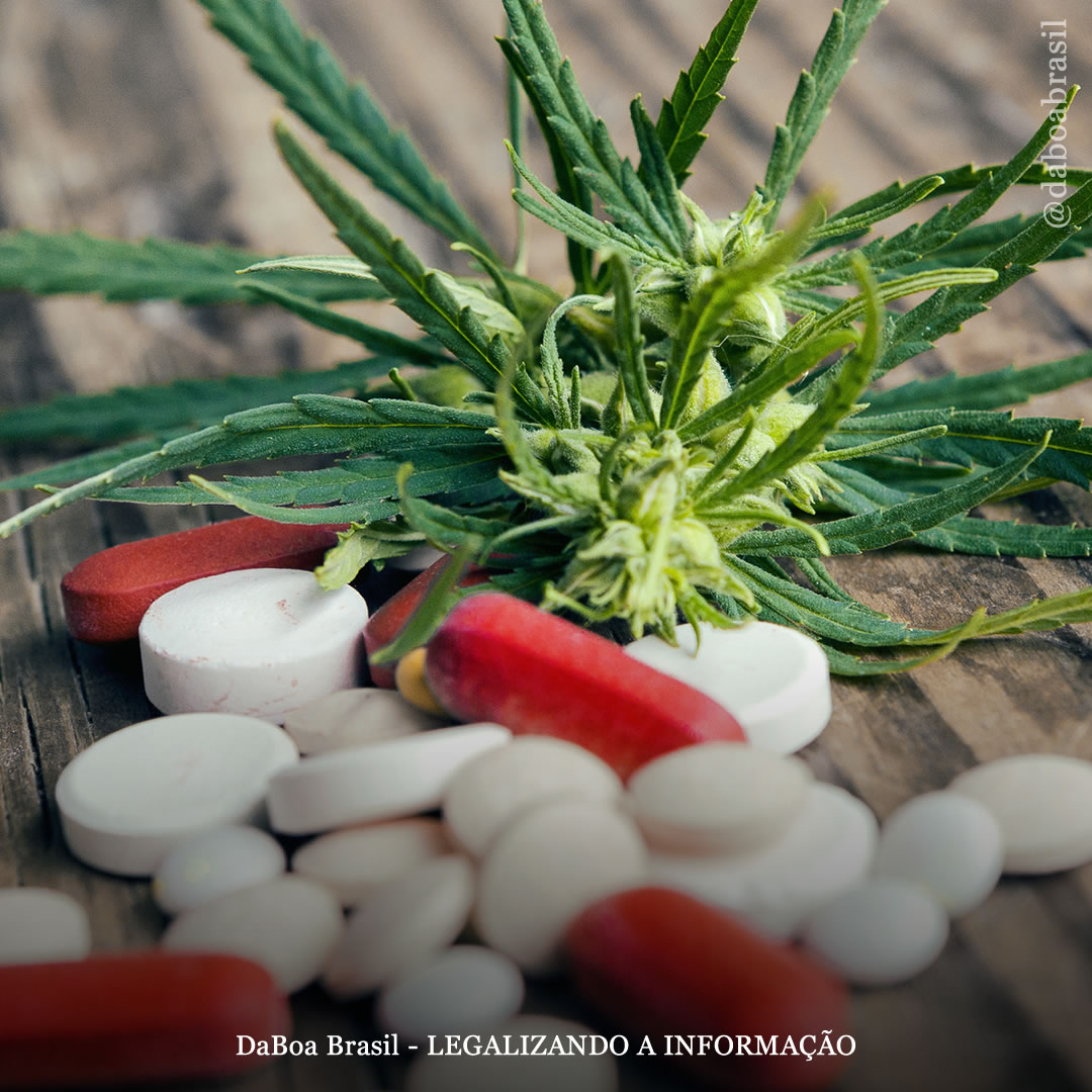 Novo estudo relaciona a maconha à redução do uso de opioides