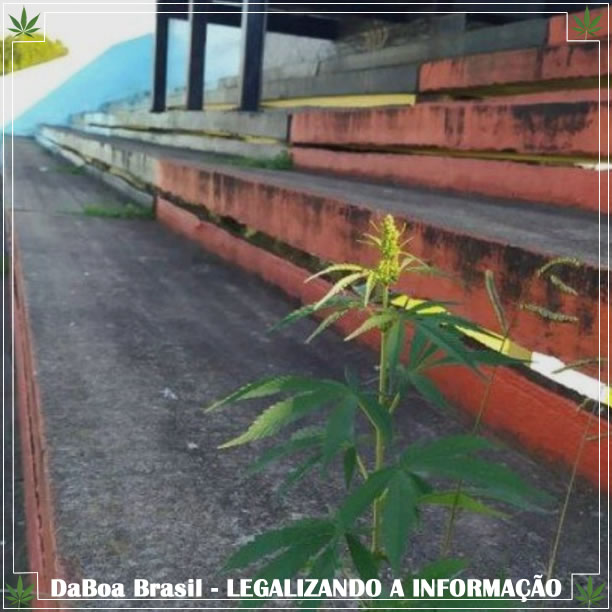 Planta de maconha nasce em estádio de futebol na Argentina