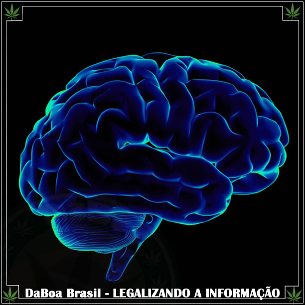 Uso de maconha não está associado com alterações significativas na morfologia cerebral e no desempenho cognitivo