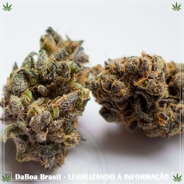 Você sabe quais são os efeitos físicos da maconha?