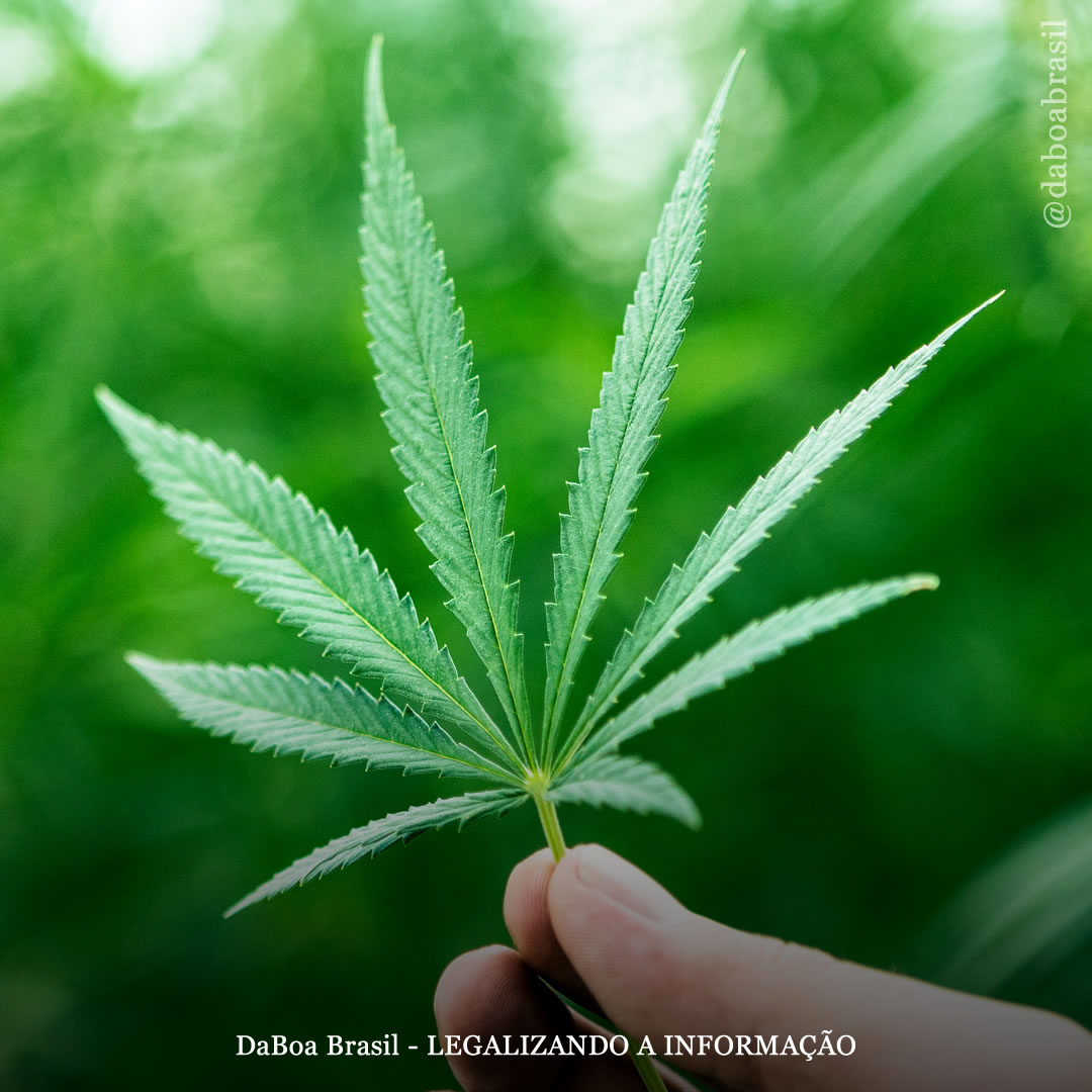 Maconha no Brasil: coisas que você precisa saber