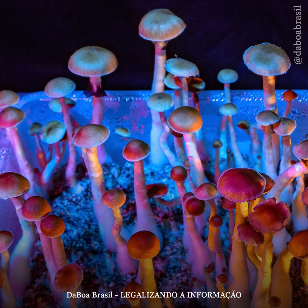 Cidade em Michigan descriminaliza os psicodélicos