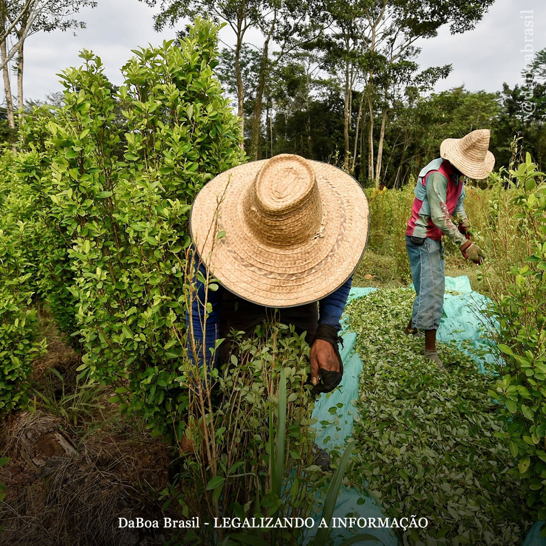 Colômbia inicia debate pela regulamentação da folha de coca e da cocaína