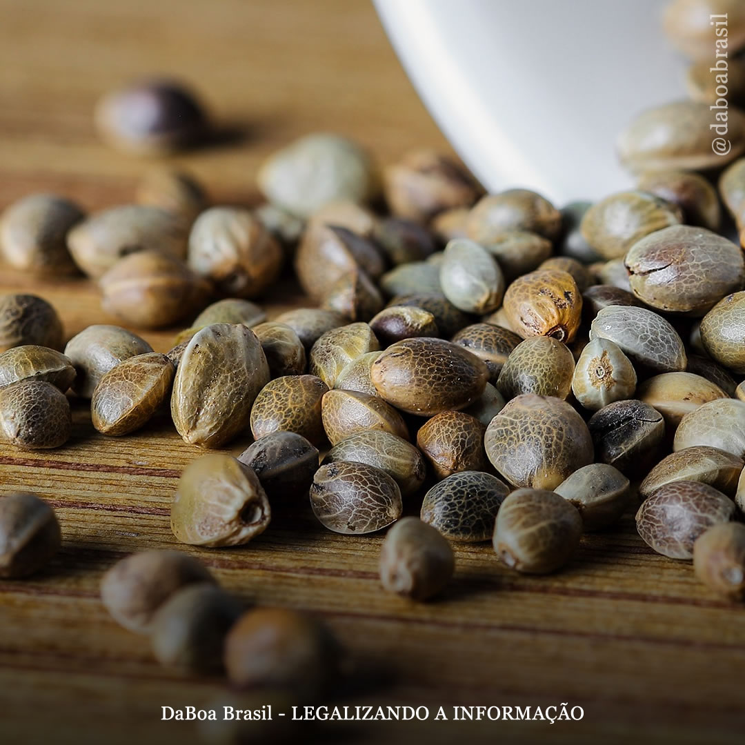 Comunidade na Argentina troca sementes de maconha por alimentos