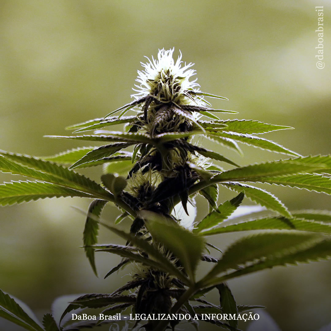 Dicas de cultivo: 5 erros que devem ser evitados na fase de floração