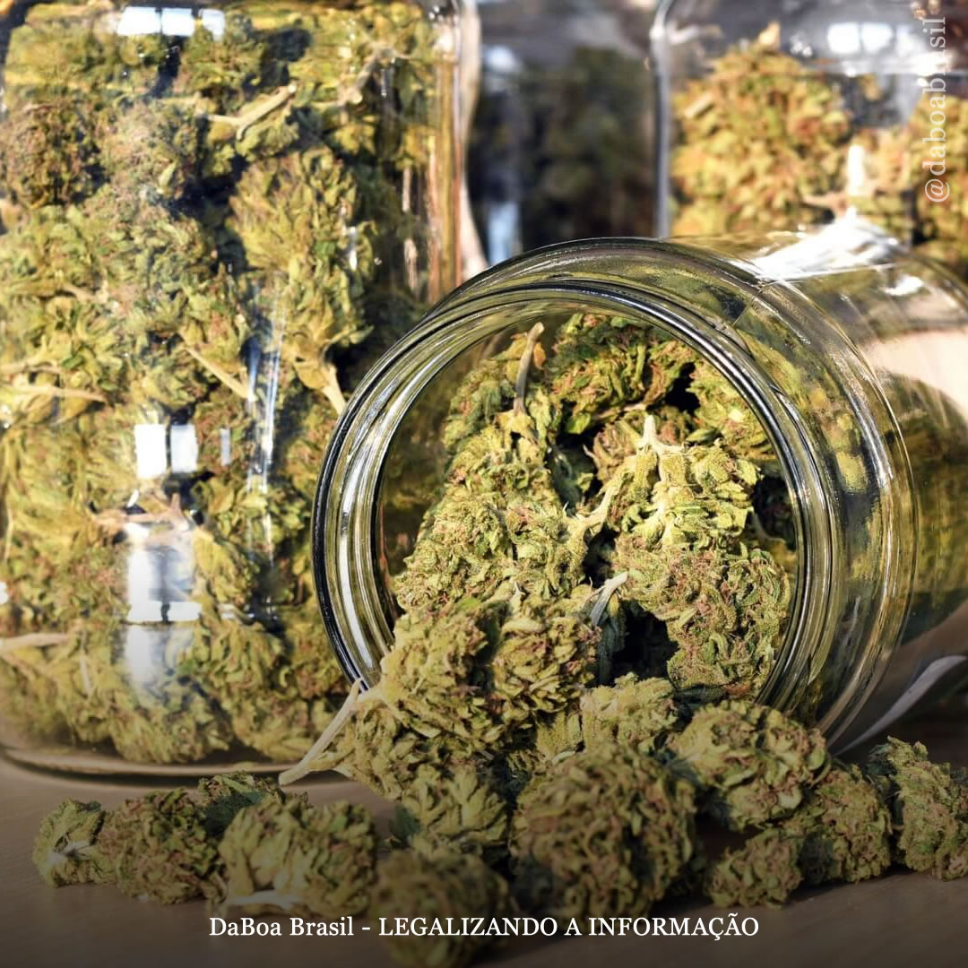 Dicas de cultivo: como armazenar maconha por muito tempo e preservar seu frescor