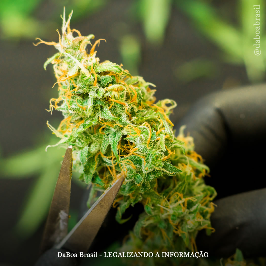 Dicas de cultivo: como e por que fazer a manicure (trimming)