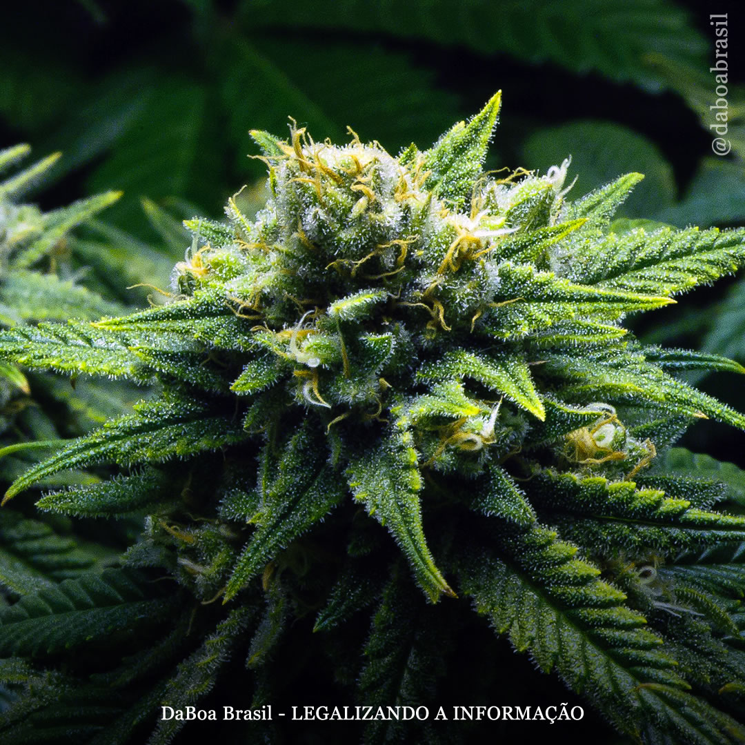 Dicas de cultivo: estimuladores e potencializadores de floração