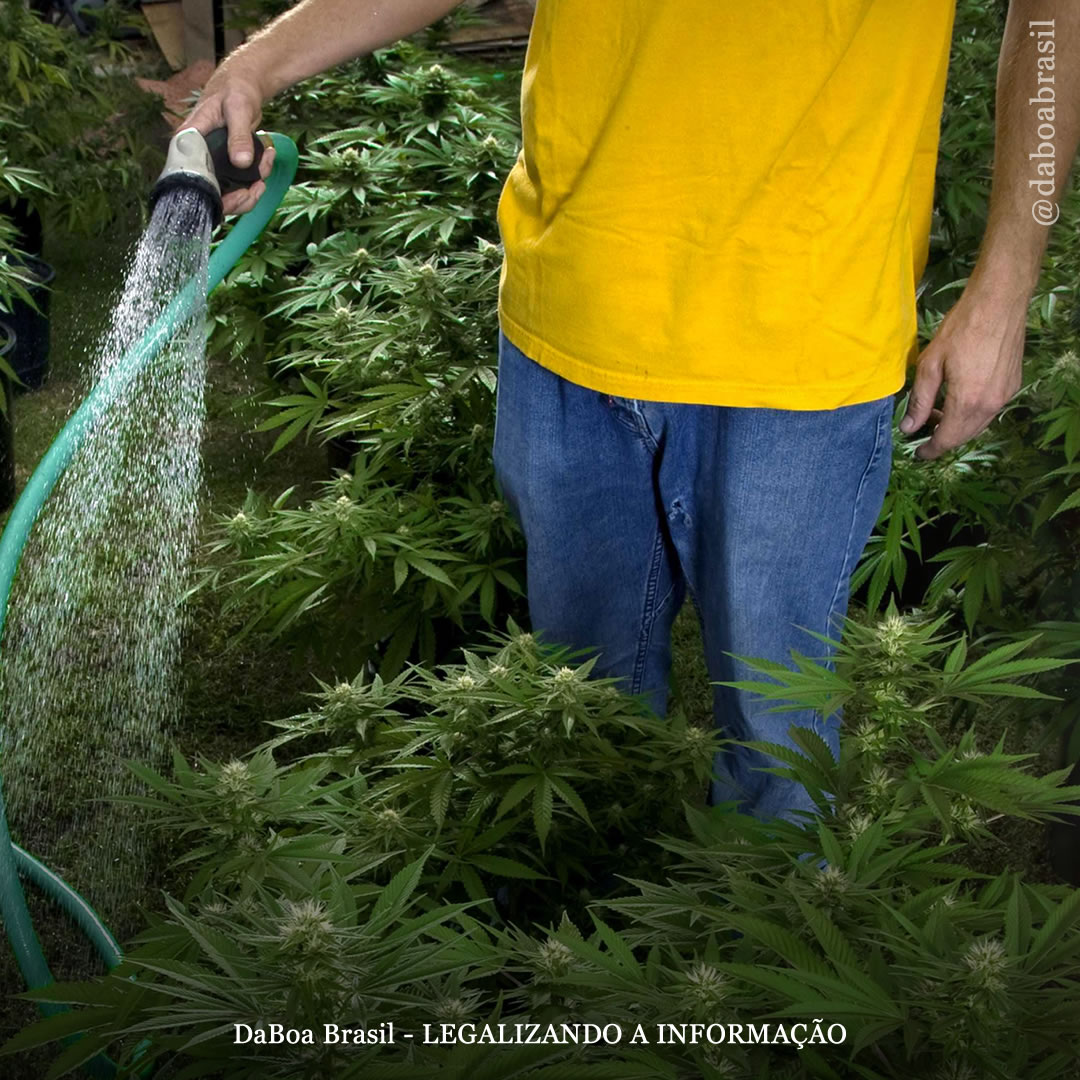 Dicas de cultivo: flush – por que lavar as raízes antes da colheita é tão importante?