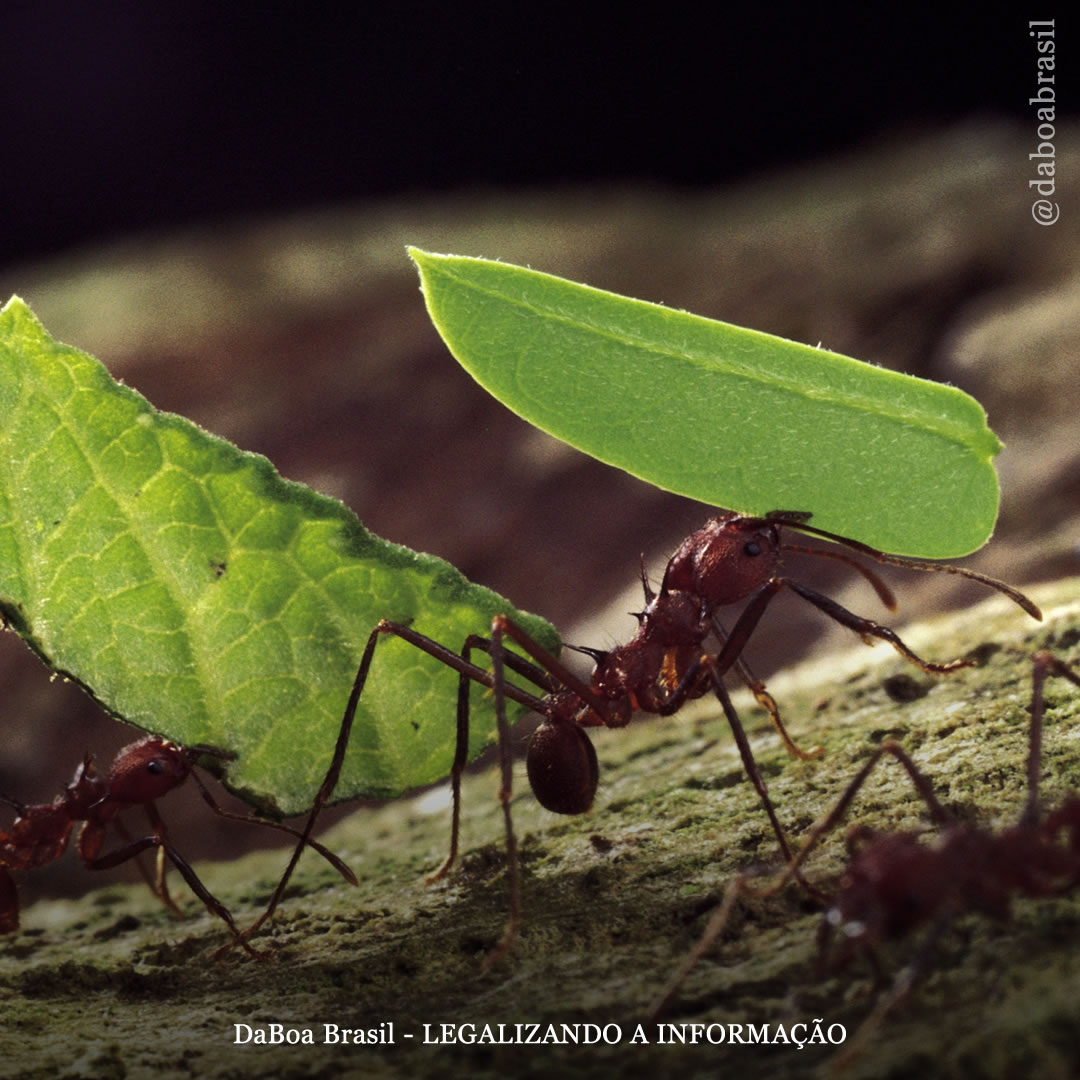 Dicas de cultivo: formigas nas plantas de maconha – isso é bom ou ruim?