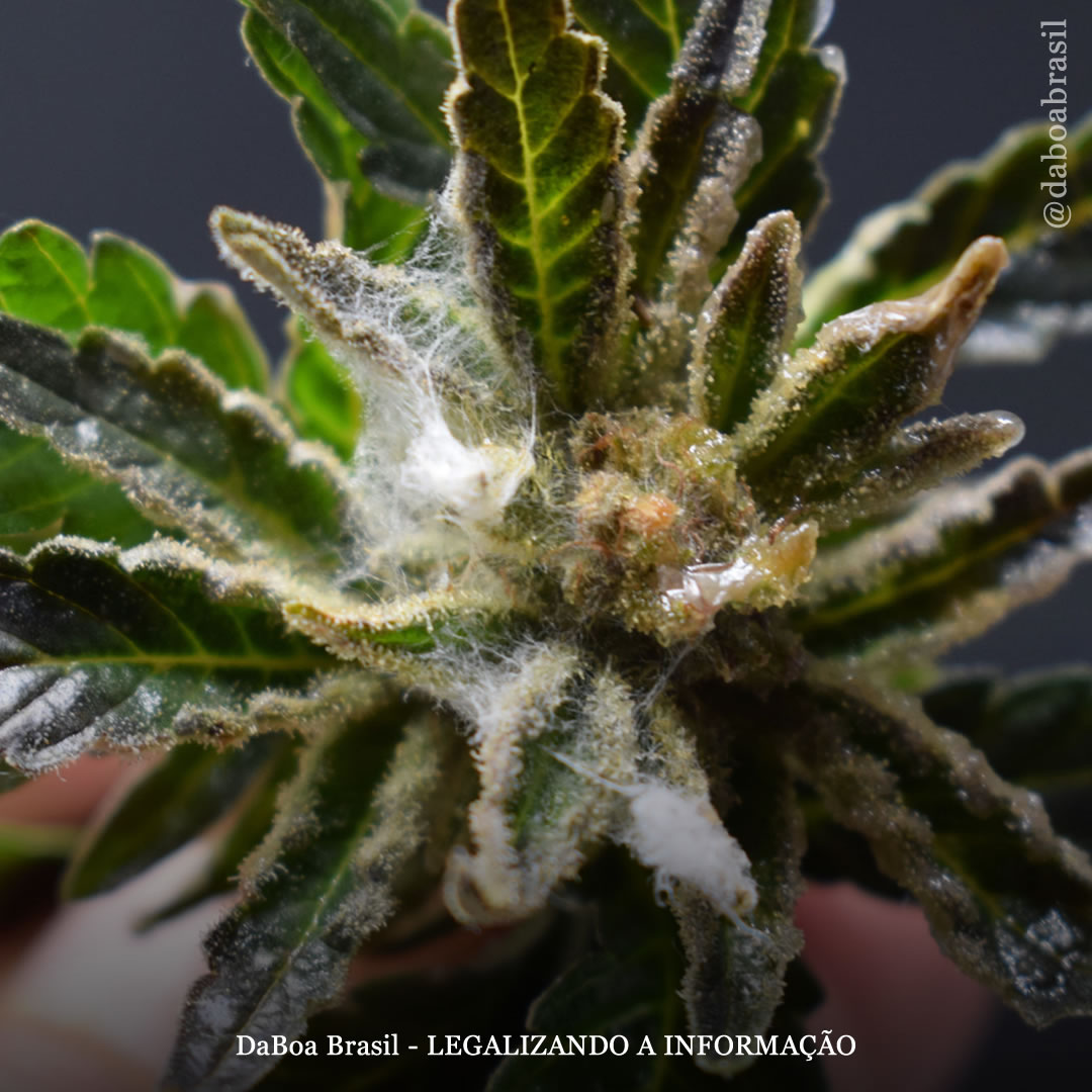 Dicas de cultivo: maconha e mofo – Guia de identificação, prevenção e tratamento