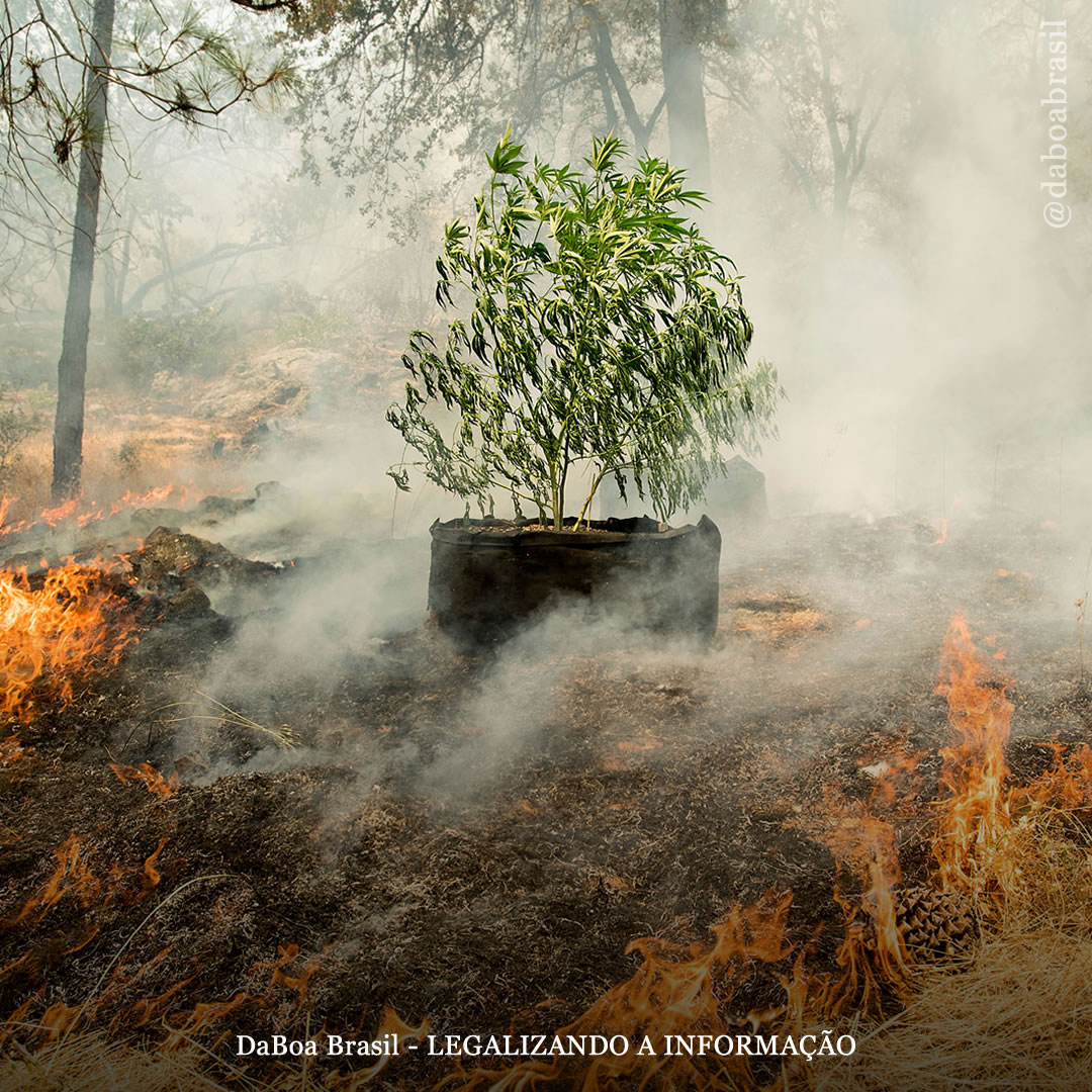 EUA: Congresso propõe doar ajuda para a indústria da maconha devido aos incêndios florestais no país